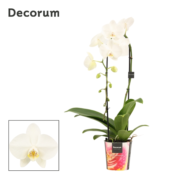 <h4>Phalaenopsis cascade 1 tak wit (Decorum)</h4>
