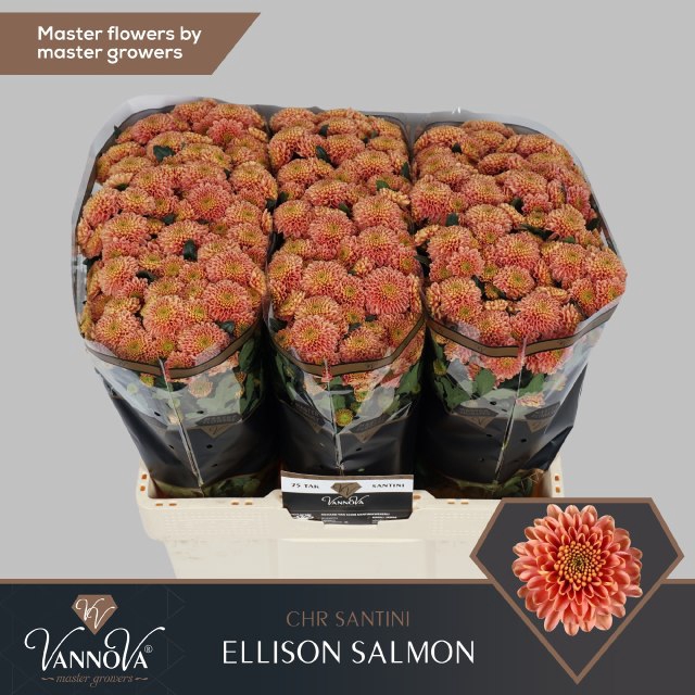 <h4>Chrys sa ellison salmon</h4>