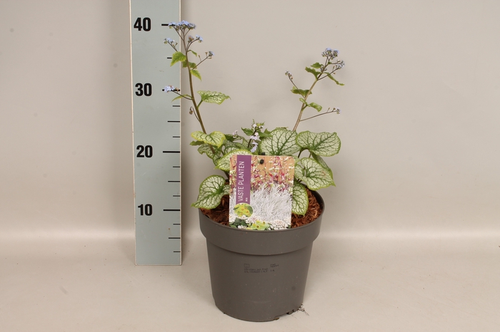 vaste planten 19 cm  Brunnera Jack Frost