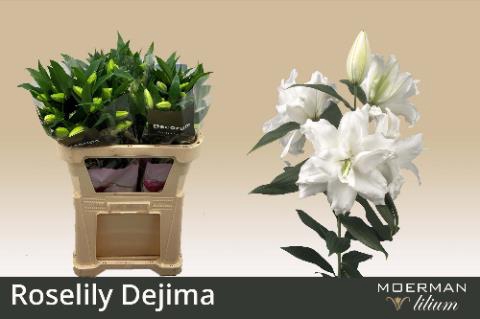 <h4>Lilium or dbl roselily dejima</h4>