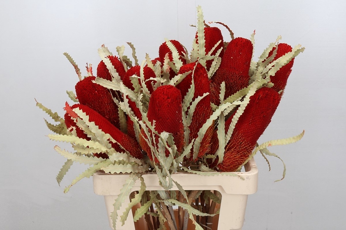 <h4>Banksia Prionote Red Dry</h4>