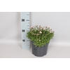 vaste planten 19 cm  Saxifraga Rose