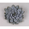 Pachyveria Grey Crown Cutflower Wincx-12cm