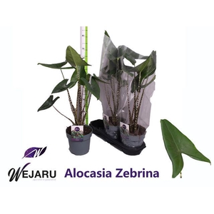 Alocasia Zebrina 19Ø 75cm