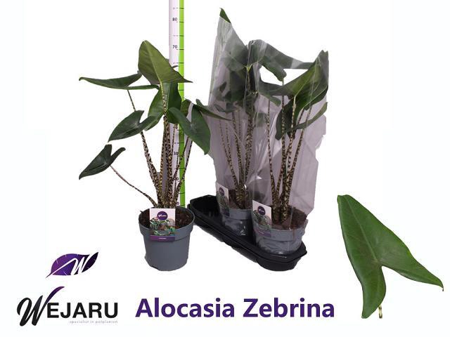 Alocasia Zebrina 19Ø 75cm