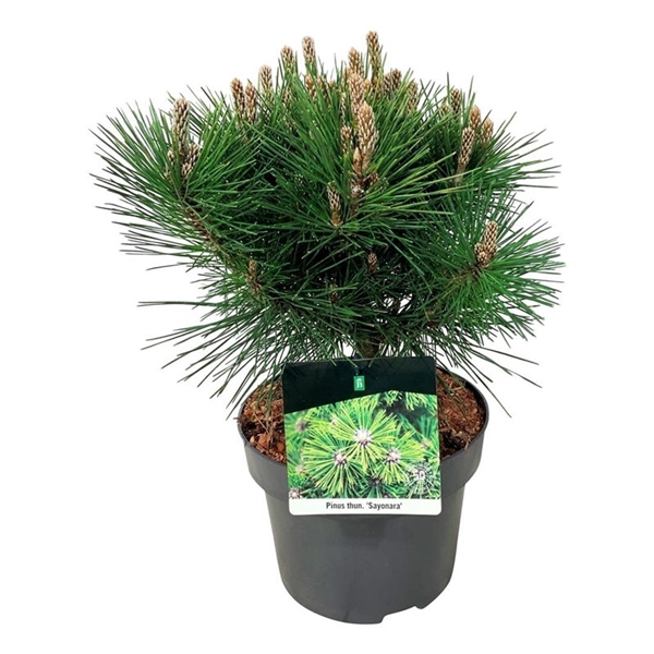 <h4>Pinus thunbergii 'Sayonara'</h4>
