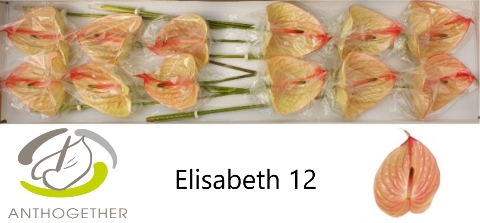 <h4>ANTH A ELIZABETH IMP 12</h4>
