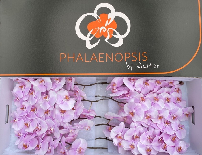 <h4>Phalaenopsis tikal (per stem)</h4>