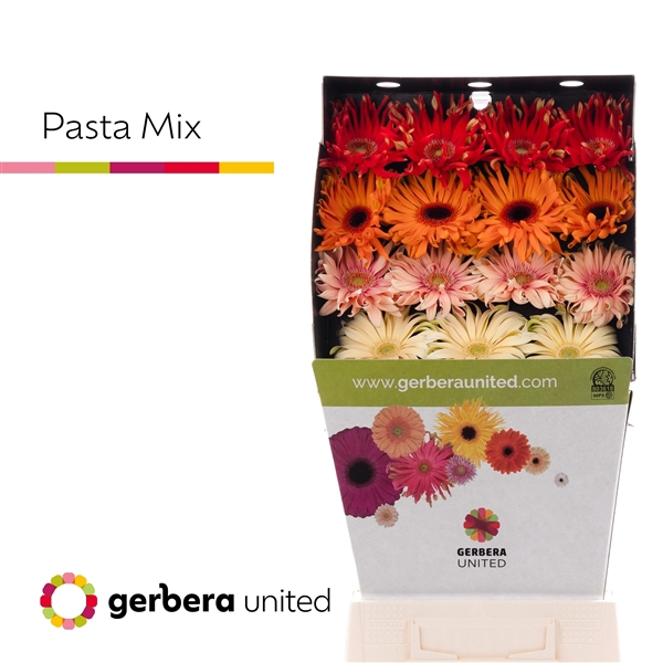 <h4>Gerbera Pasta Mix - Gerbera United</h4>