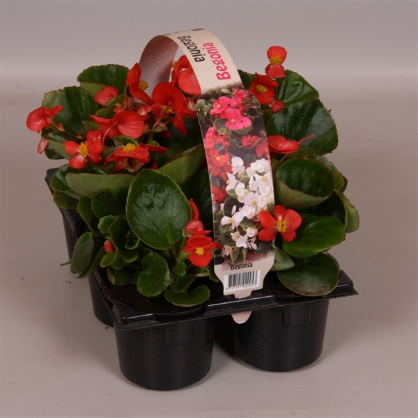 <h4>Begonia Semp groenbladig rood 6p</h4>