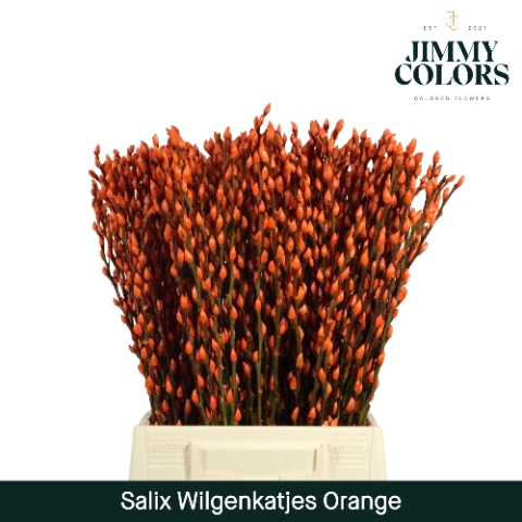 <h4>Salix Katjes L50 Klbh. Oranje</h4>