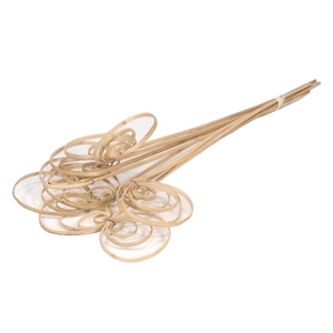 DRIED FLOWERS - CANE COIL 10PCS NATURAL