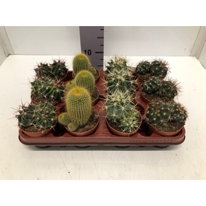 Cactus mix 8,5Ø 5cm C8B