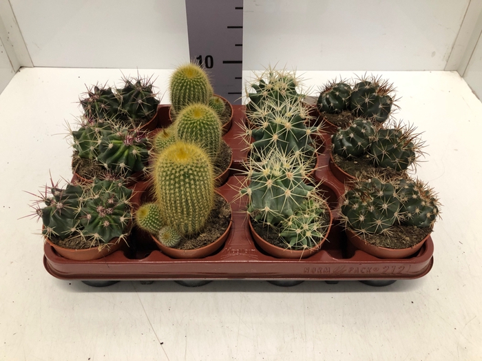 Cactus mix 8,5Ø 5cm C8B