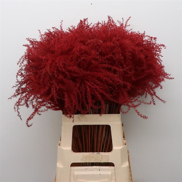 Dried Stipa Feather Bordeaux