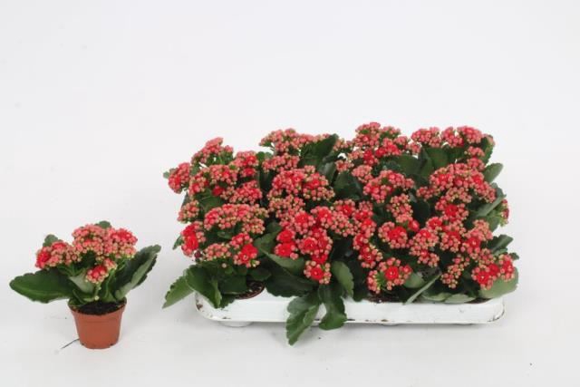 <h4>Kalanchoe gevuld Perfecta Red</h4>