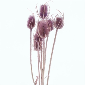 Dried Echinops Bleached Lavender (8st P Bunch)