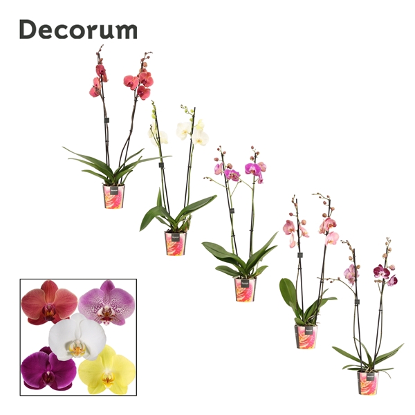<h4>Phalaenopsis 2 tak mix (Decorum)</h4>