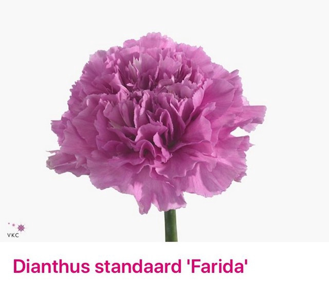 <h4>Dianthus st farida</h4>