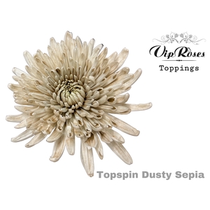 CHR G TOPSPIN DUSTY SEPIA