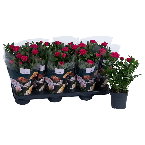 <h4>Nolina Roses Ø 10.5 cm Deep pink st. 1-2</h4>