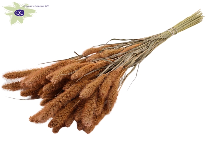 Setaria per bunch frosted salmon