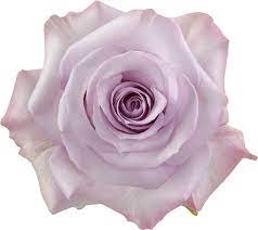 Rosa la purple haze