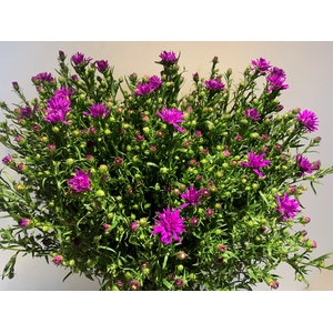 Aster Monarch Pink