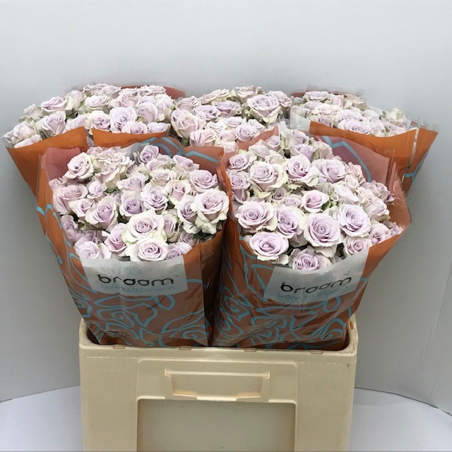 <h4>Rosa sp silver shadow</h4>