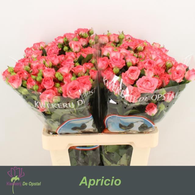 <h4>Rosa sp apricio</h4>