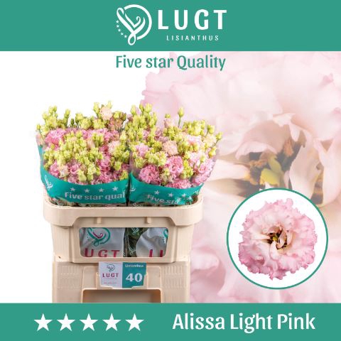 <h4>Lis G Alissa Light Pink</h4>