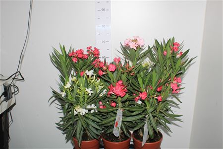 <h4>Neri Oleander Tricolor 3-5 Branche</h4>