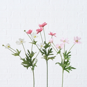 Zijde, Cosmea, H 50 cm, 3 ass, Cream white, Light rose, Pink