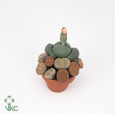 Lithops Red (group)