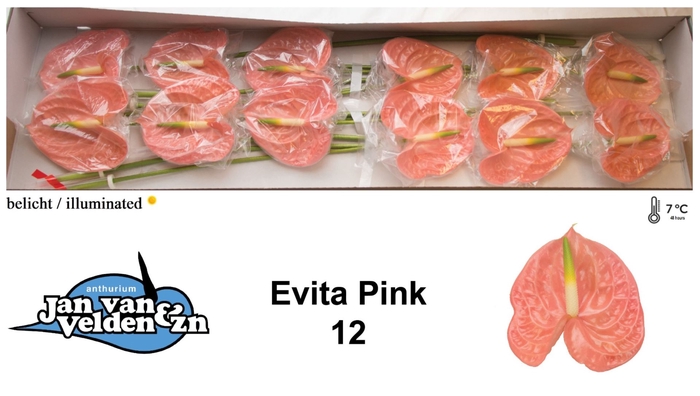 <h4>Anth Evita Pink</h4>