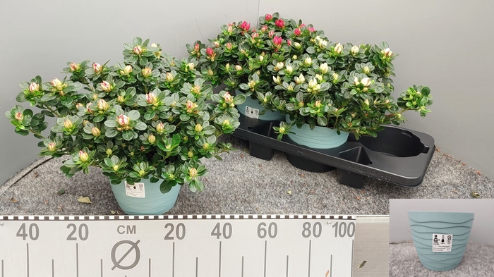 <h4>Rhododendron (Sim. Sachsenstern gem</h4>