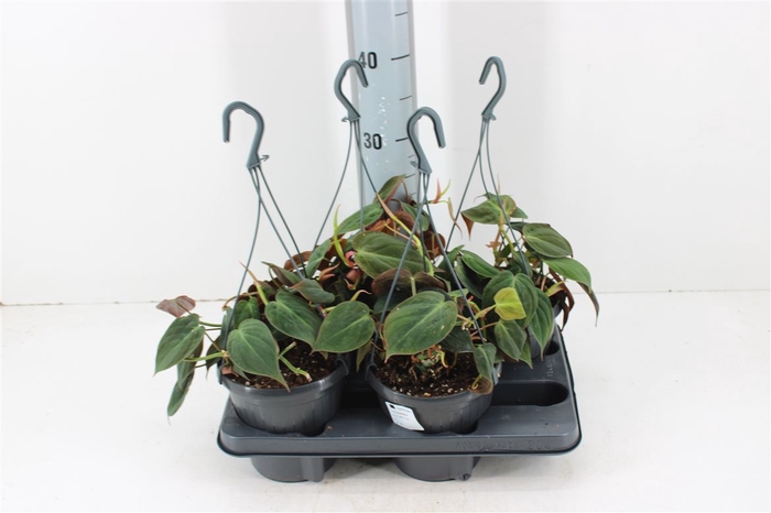 <h4>Philodendron Scandens Micans</h4>