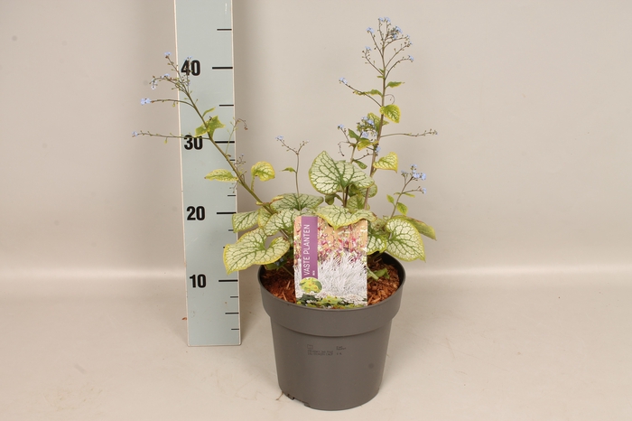 <h4>vaste planten 19 cm  Brunnera Jack Frost</h4>