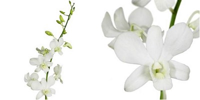 <h4>Dendrobium big white</h4>