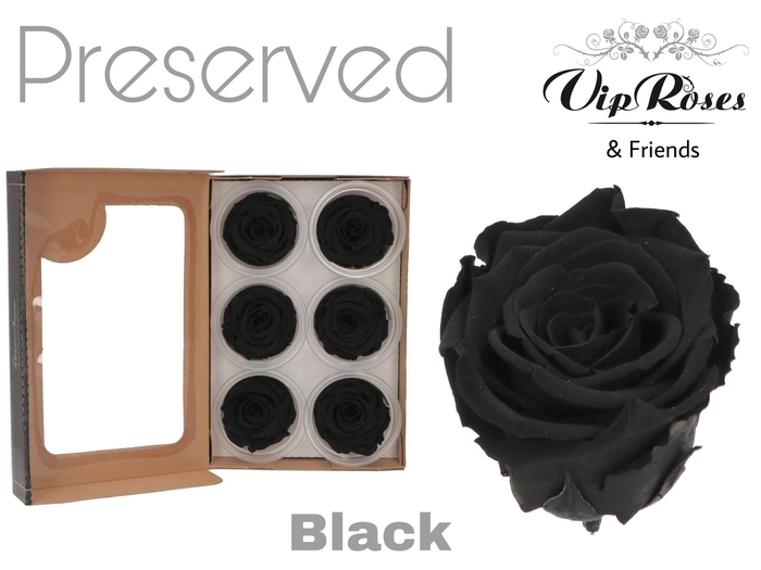 Preserved rosa black