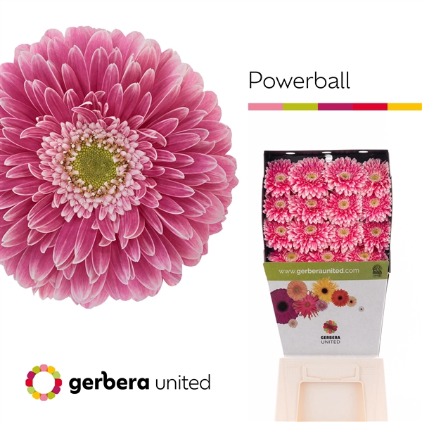 <h4>Ge Gb Pom Power Ball - Gerbera United</h4>