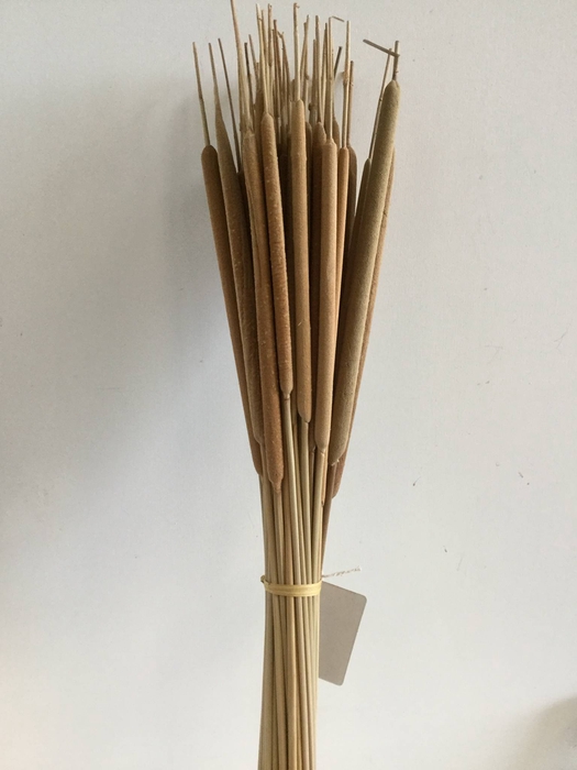 DRIED FLOWERS - TYPHA NATURAL 50PCS