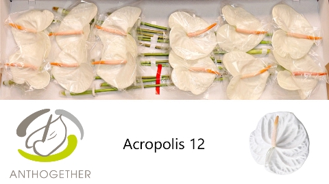 <h4>ANTH A ACROPOLIS 12</h4>