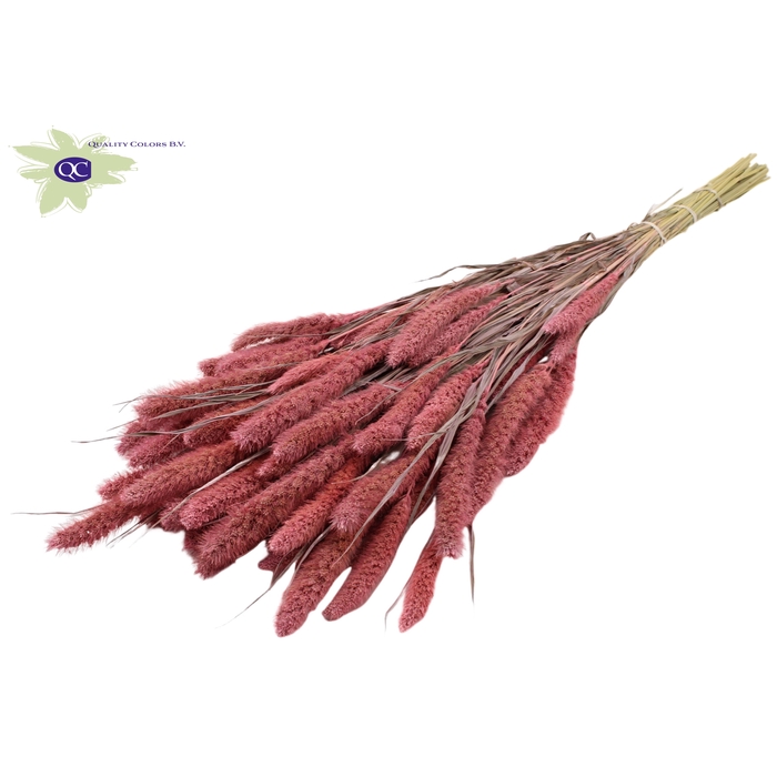 <h4>Setaria per bunch Frosted Pink</h4>