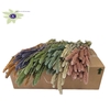 Setaria per bunch mixed colours frosted