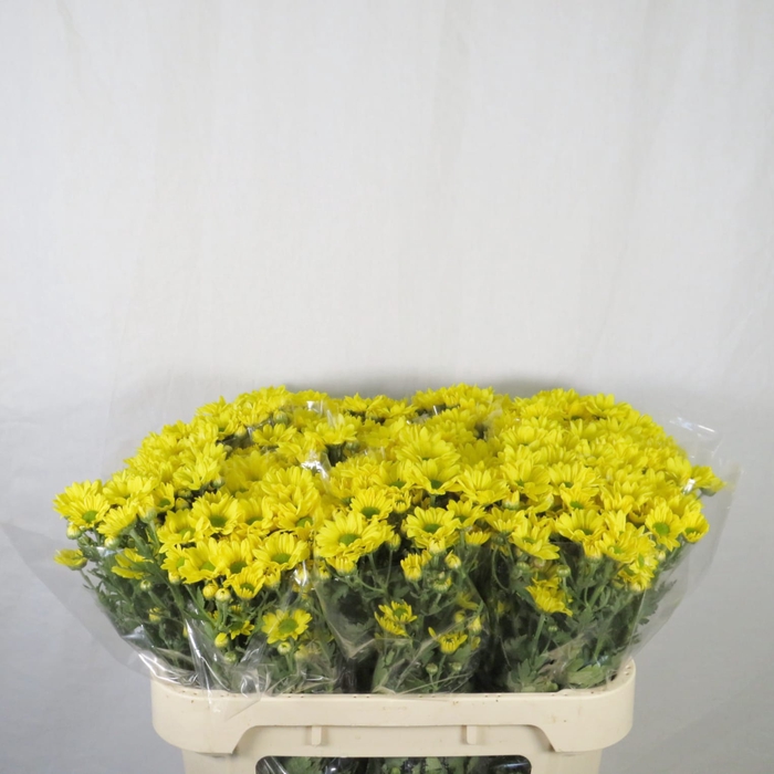 Chrysanthemum spray Celebrate amarilla