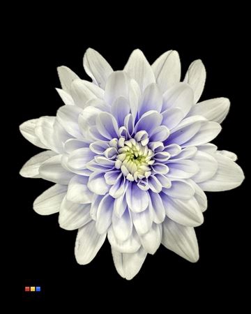 Chr T 2 Kl Baltica Pastel Lilac