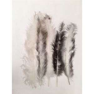 Feathers Ostrich 5 Pcs Natural White