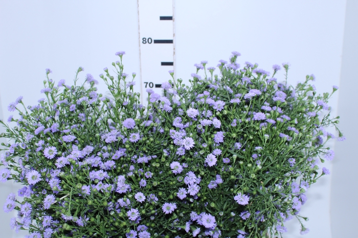 <h4>ASTER LILAS MAÇO</h4>