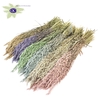 Avena per bunch mixed colours frosted